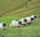 ‘Technical solution’ found for NI/Scotland livestock trade issues
