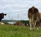 New Agriculture and Land Use Alliance launches Countryside COP