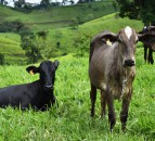 Suspected case of BSE being investigated in Brazil