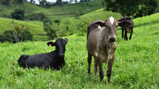 Suspected case of BSE being investigated in Brazil