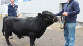 New herd names come to the fore at Balmoral Show