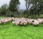 ‘Don’t let worms hinder the fertility of ewe lambs ahead of breeding’