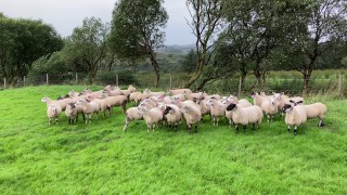 Every lamb counts for 2023 – Volac