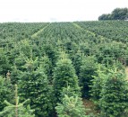 Labour shortage: Will we have enough Xmas trees this year?