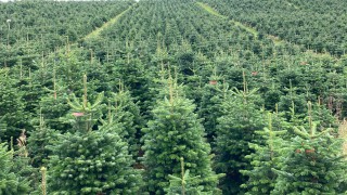 Labour shortage: Will we have enough Xmas trees this year?