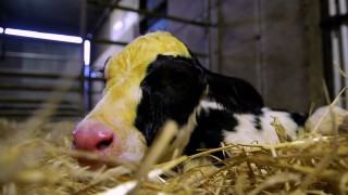 Autumn-calving: Best practice for stomach tubing