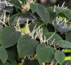 28% growth in Japanese Knotweed cases across the UK