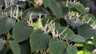 28% growth in Japanese Knotweed cases across the UK