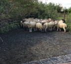 UK sheepmeat production down 16% in August