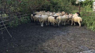 UK sheepmeat production down 16% in August