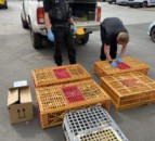 Yorkshire man jailed for 6 breaches of animal protection order