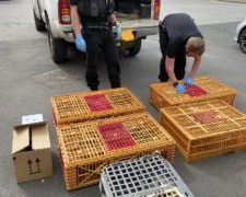 Yorkshire man jailed for 6 breaches of animal protection order