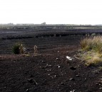 Peatlands Strategy: UFU warns against funding bog rewetting plans from direct payments budget