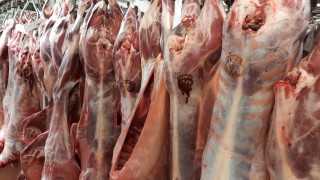British sheepmeat mislabeled as Irish – Carthy