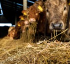 Cattle ‘toilet trained’ by researchers in bid to cut emissions