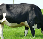 Autumn dairy sales return to Carnaross and Dungannon