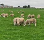 ‘Great from Grass’ breeding sheep sale sees prices reach £2,000