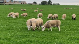 ‘Great from Grass’ breeding sheep sale sees prices reach £2,000