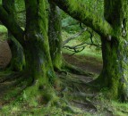 Forestry and Land Scotland seeks to future-proof iconic tree species
