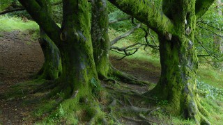 Tree disease Phytophthora pluvialis confirmed in Wales