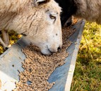 Sheep Breeders Round Table to include international ovine experts