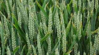 Genomic editing: Genetically modifying – what’s the difference?