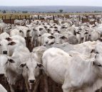 Brazil approves methane-reducing livestock feed additive