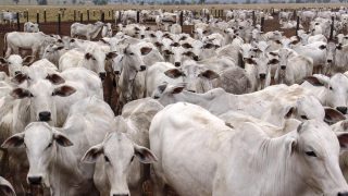 Brazil approves methane-reducing livestock feed additive