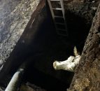 Four cows rescued from slurry pit in Cumbria