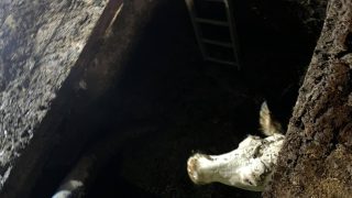 Four cows rescued from slurry pit in Cumbria
