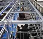 New milking method launched aimed at cutting milking time