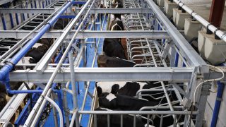 New milking method launched aimed at cutting milking time