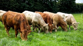 Northern Ireland: Farm finance and the future of the single payment