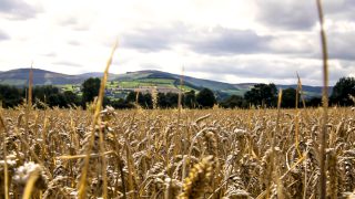 Global wheat prices up 41% with consumption hitting ‘all-time high’