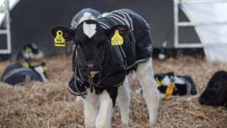 How well do you really clean your calf-rearing units?