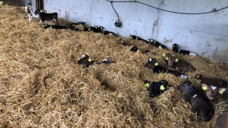 Autumn-calving: Clinical signs of pneumonia in calves