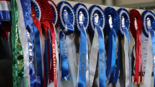 New 4 Breeds Calf Show launched for NI