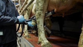 Dairy analysis: European dairy markets continue upward drive
