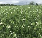 NI protein crop pilot payments to be issued next week