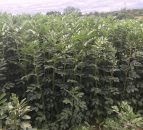 Underspend on NI pilot Protein Crops Scheme