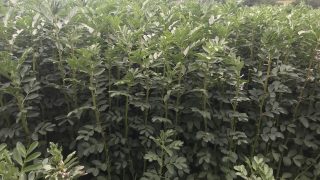 Underspend on NI pilot Protein Crops Scheme