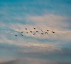 ‘Highly pathogenic’ bird flu case confirmed in England