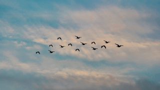 ‘Highly pathogenic’ bird flu case confirmed in England