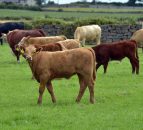 LMC to participate in NI’s first Food Strategy Framework consultation