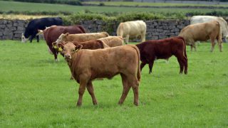 LMC to participate in NI’s first Food Strategy Framework consultation