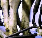Increased milk yield per cow has led to improved carbon footprint – DAERA report