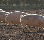 Confidential helpline set up to support pig industry