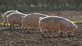 Confidential helpline set up to support pig industry
