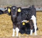 Maximising calf performance pre-weaning