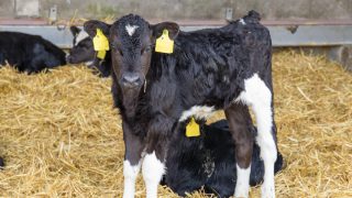 Maximising calf performance pre-weaning